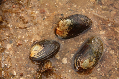 Freshwater thick-shelled river mussel on a close up horizontal picture in its natural habitat. A rareand endangered Mollusc species occurring in clean rivers and lakes. photo