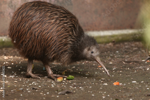 The North Island brown kiwi on a close up horizontal picture. A rare cute little bird endemic to New Zealand. A strange flightless species with long beak and brown feathers.