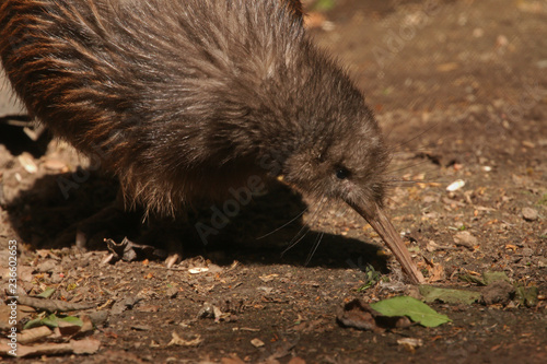 The North Island brown kiwi on a close up horizontal picture. A rare cute little bird endemic to New Zealand. A strange flightless species with long beak and brown feathers.