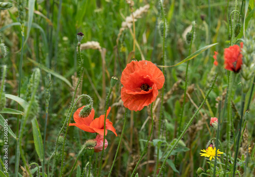 Red long-headed poppy field  blindeyes  Papaver dubium. Blooming flower in a natural environment