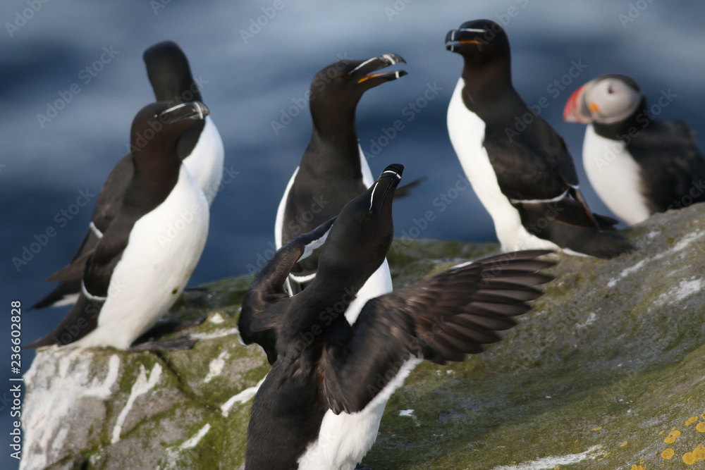 Fototapeta premium Razorbills sitting on a cliff. A common cliff bird occurring in arctic regions of Europe on a vertical picture with a puffin in the background.