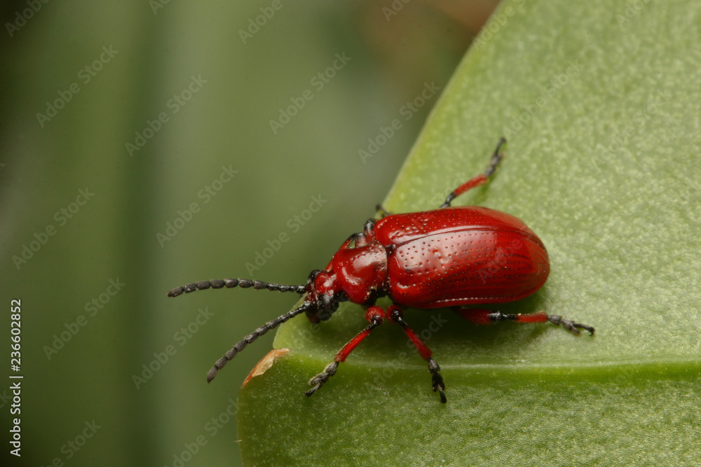 Scarlet shining leaf beetle on a close up horizontal picture with green background. A common European species cometimes acting as a pest in the gardens. Scarlet shining leaf beetle on a close up horizontal picture with green background. A common European species cometimes acting as a pest in the gardens.