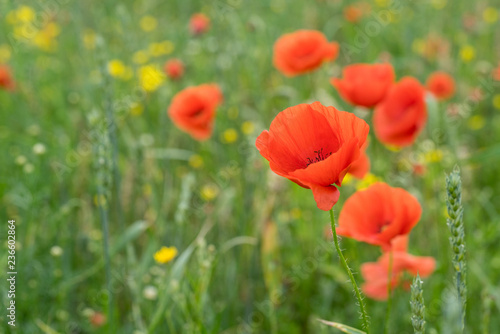 Red long-headed poppy field, blindeyes, Papaver dubium. Blooming flower in a natural environment