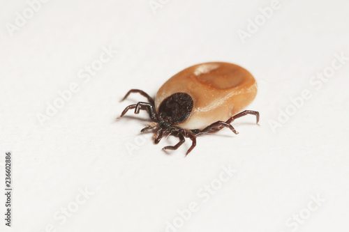 Female of the tick on a white background, with belly filled by a blood. Common European parasite attacking also humans.