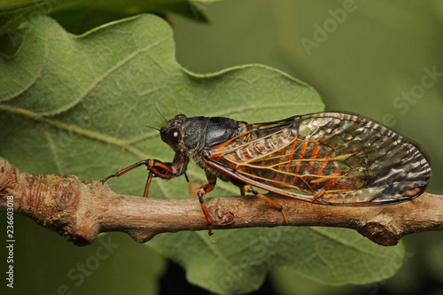 Colorful cicada on a close up horizontal picture. A rare species occurring in Southern Europe in its natural habitat. photo