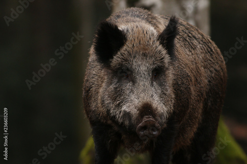 Canvas Print Wild boar on a close up horizontal picture