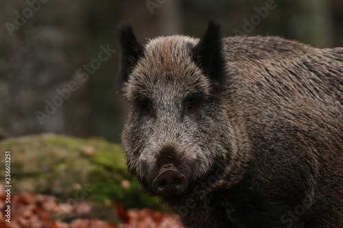 Wild boar on a close up horizontal picture. A common mammal inhabiting European and Asian forests.