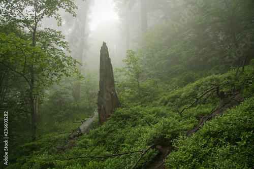 Virgin forest in the mist. A relict nature in Central European mountains.