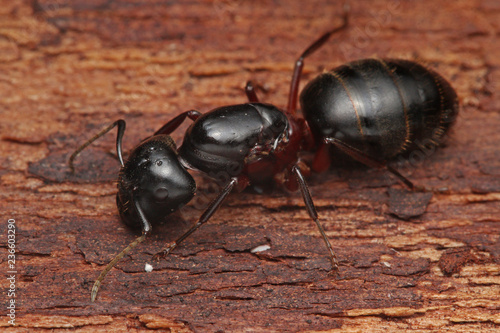 Queen of the Carpenter ant on a close up horizontal picture. A common European species of a social insect building its nests in decaying, rotten wood.
