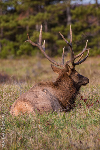 Bedded Bull Elk     Photographed in Elk State Park  Elk County  Benezette  Pennsylvania