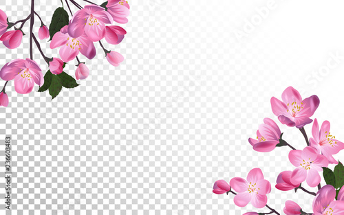 Detailed Blossoming sakura branch on transparent background. Spring or summer decoration.