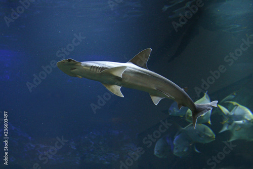 Bonnethead shark on a close up horizontal picture with blue background. A rare marine species with unusual head shape.
