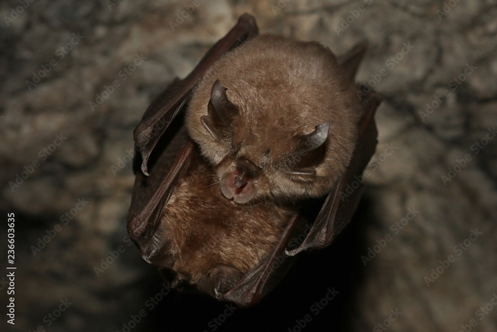 Couple of Lesser horseshoe bats on a close up horizontal picture. A rare mammal species occurring in European caves during mating. A rare picture of bat copulation.