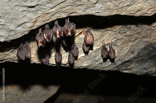 Colony of Lesser horseshoe bat hibernating in the cave. An endangered species occurring in European undergrowth on a close up horizontal picture.