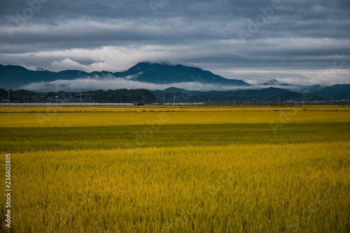see the ripening landscape of the rice and the mountains and sky.
