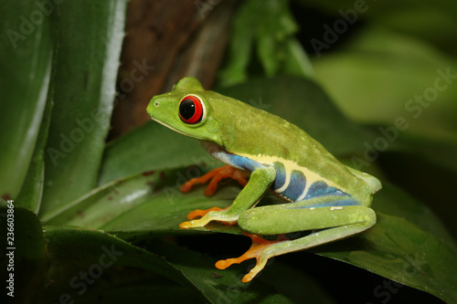 Red-eyed tree frog, an arboreal hylid native to Neotropical rainforests on a close up horizontal picture. A colorful species with large eyes sometimes bred as a pet.