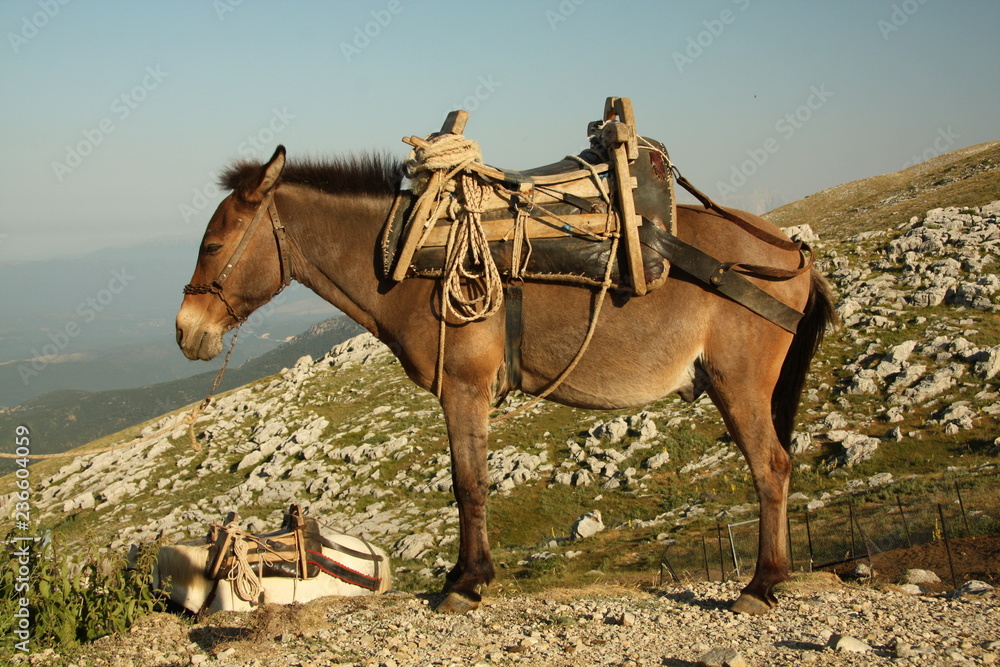 A mule, the offspring of a male donkey (jack) and a female horse (mare).  Mules are