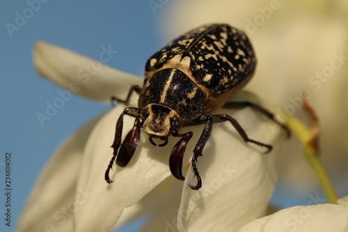 A male of cockchafer sitting on yucca plant photo