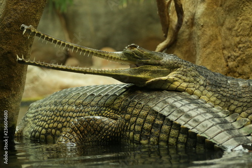Portrait of a gharial. A close up picture of the rare and critically endangered species of Asian crocodile.