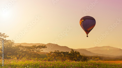 Hot air balloon over cosmos flower field and sunset background.