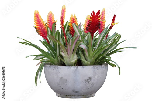 Slika na platnu Cluster of red vriesea bromeliad with flowers in concrete container isolated on