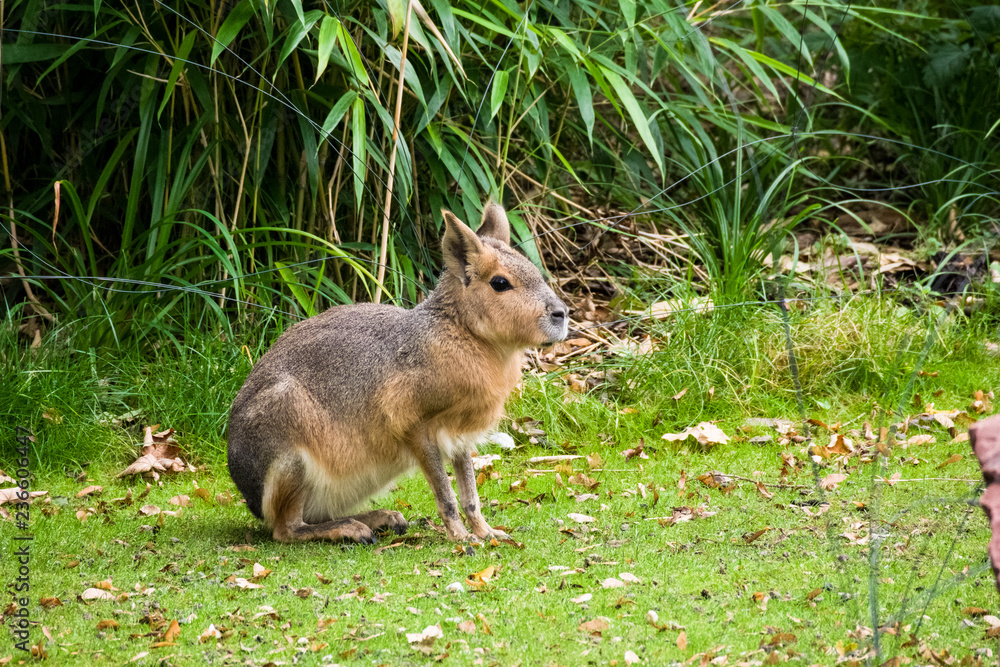 Obraz premium Patagonium mara (Dolichotis patagonum) sits on the grass surrounded by green vegetation.
