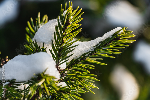 A branch of green fir tree with white snow is for Christmas decoration photo