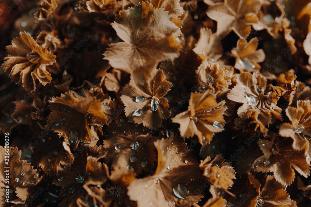Autumn Leaves Autumn Leaves