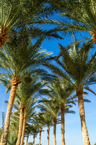 palm tree alley