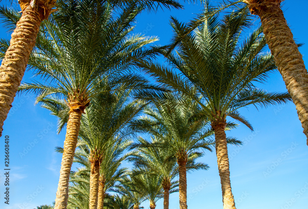 Fototapeta premium palm tree alley