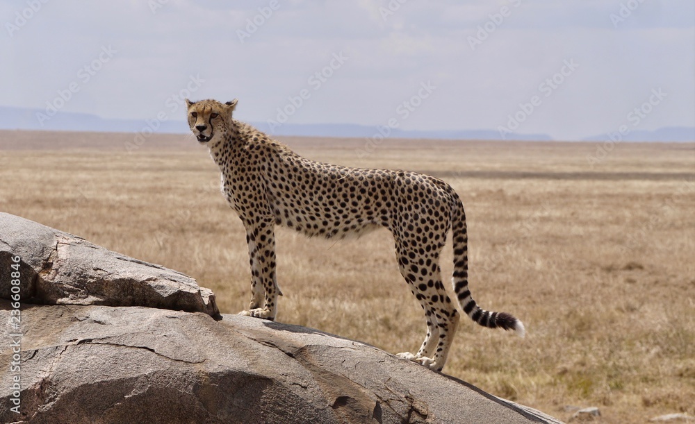 Obraz premium Guépard debout sur un rocher