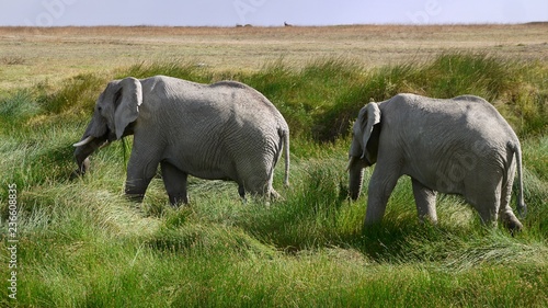 Elephants marchant dans les hautes herbes