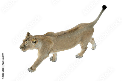 Funny Asiatic lion (Panthera leo persica) on white background. Female