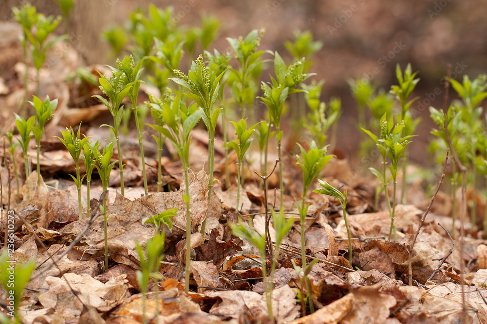 early plant growing in the spring forest among the old fallen leaves early plant growing in the spring forest among the old fallen leaves