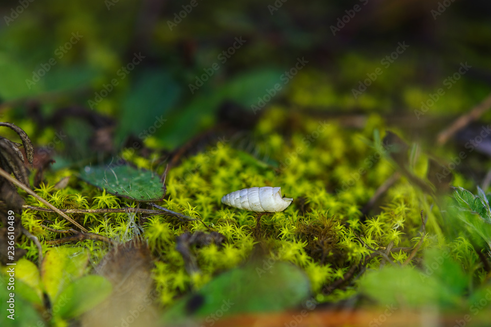 Macro image of green moss on the forest ground Macro image of green moss on the forest ground