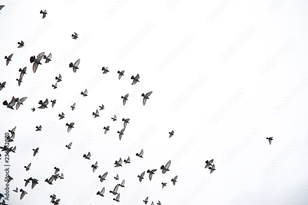 A flock of pigeons flies across the sky. Birds fly against the sky. A large group of birds of pigeons flies across the sky on a white background. - obrazy, fototapety, plakaty 