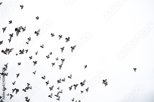 A flock of pigeons flies across the sky. Birds fly against the sky. A large group of birds of pigeons flies across the sky on a white background.