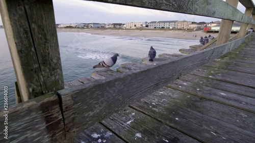 pigeons by the railing on the fishing pier in kure beach