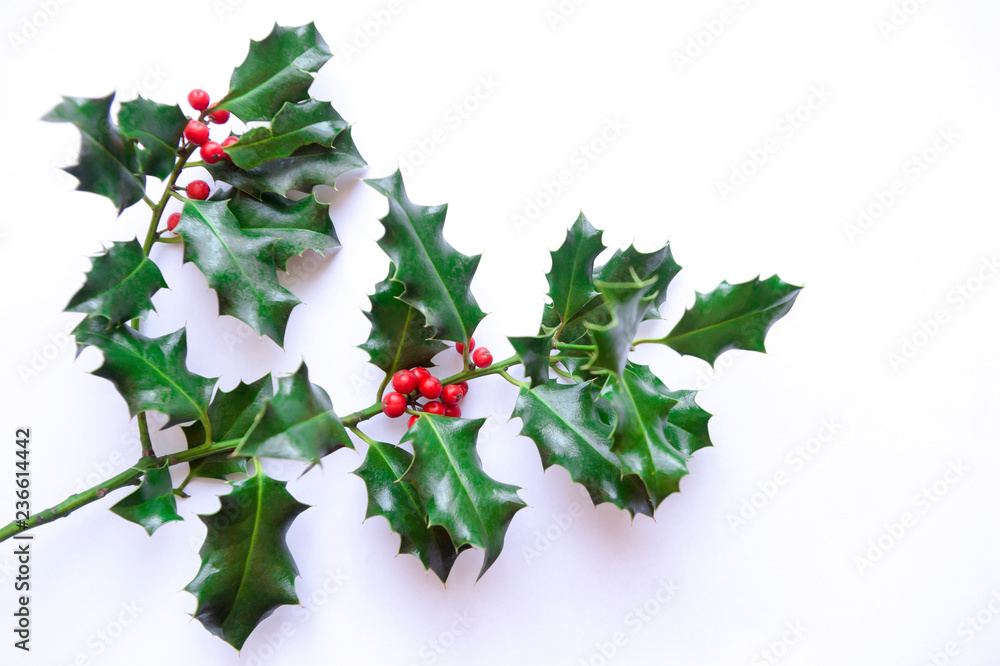 Single sprig of simple holly with bright Christmas red berries on white background Single sprig of simple holly with bright Christmas red berries on white background