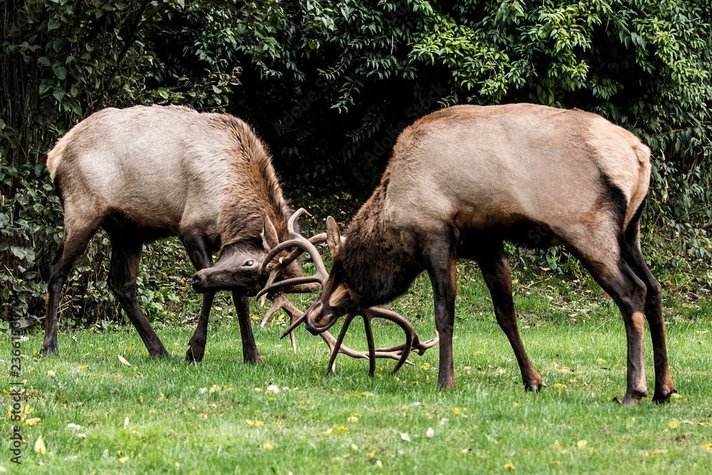 Sparring Bull Elk – Photographed in Elk State Park, Elk County, Benezette, Pennsylvania Sparring Bull Elk – Photographed in Elk State Park, Elk County, Benezette, Pennsylvania