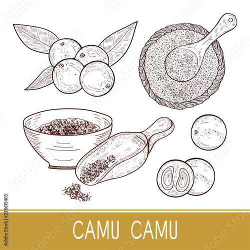 Camu camu. Branch, leaves, berry, spoon, bowl. Sketch. Set. Monophonic.