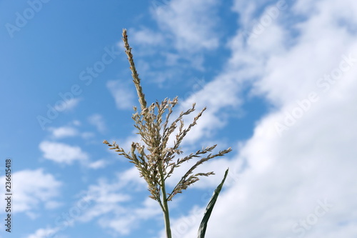 The inflorescence of corn is on the background of a beautiful sky in a sunny day.