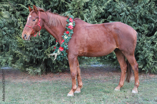 Fototapeta Naklejka Na Ścianę i Meble -  Portrait of a horse wearing beautiful Christmas garland decorations
