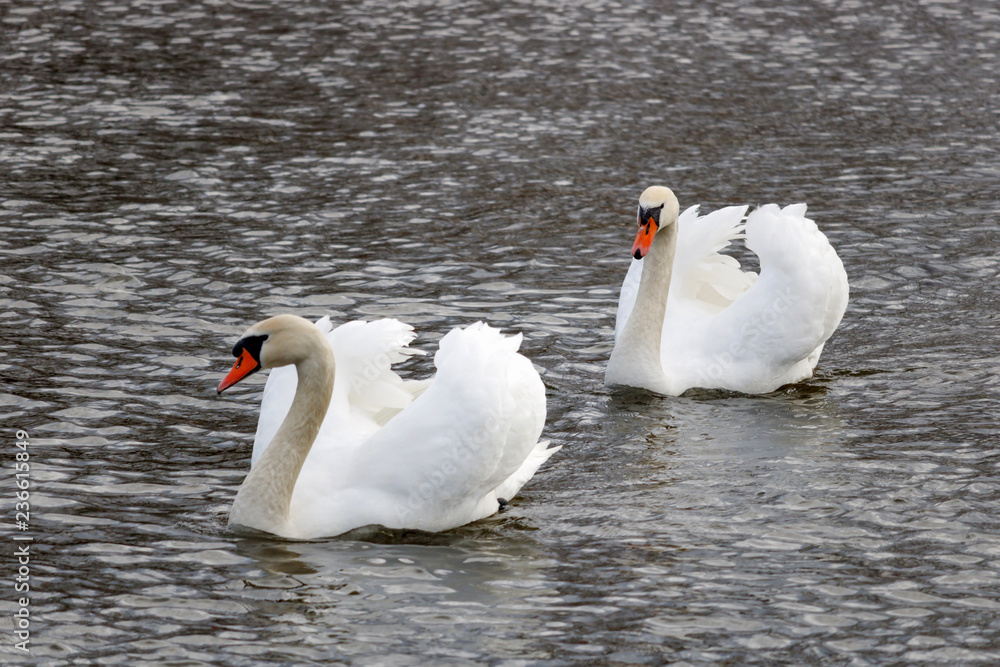 Naklejka premium Two beautiful white swans swimming on the river surface