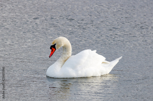 Beautiful white swan on the river surface