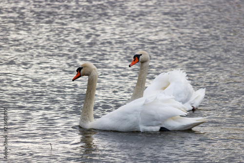 Couple of white swans swimming on the river surface