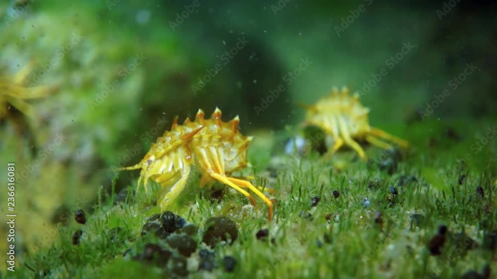 Yellow crustacean crayfish macro shooting in Lake Baikal. Yellow crustacean crayfish macro shooting in Lake Baikal.