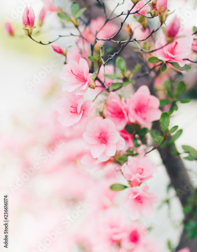Beautiful bright pink flowers with background. Summer flower. © Евгений Тихонов