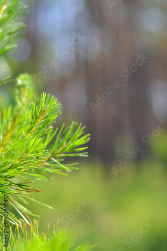 Spring Forest. Blurred background. Green young pine branch.