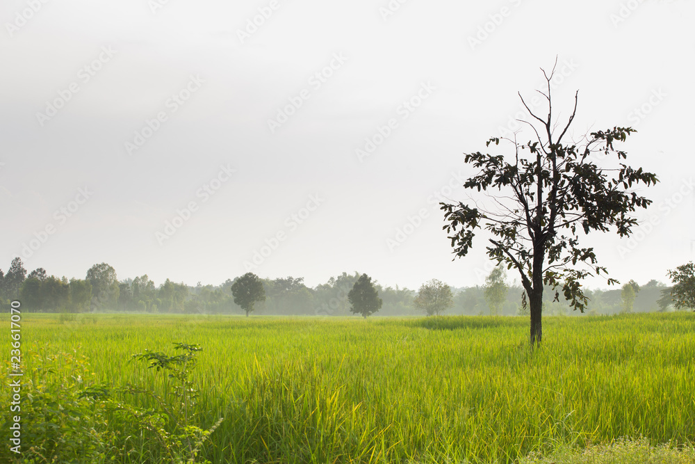 Tree in rice field and fog in the morning  at countryside ,Thailand